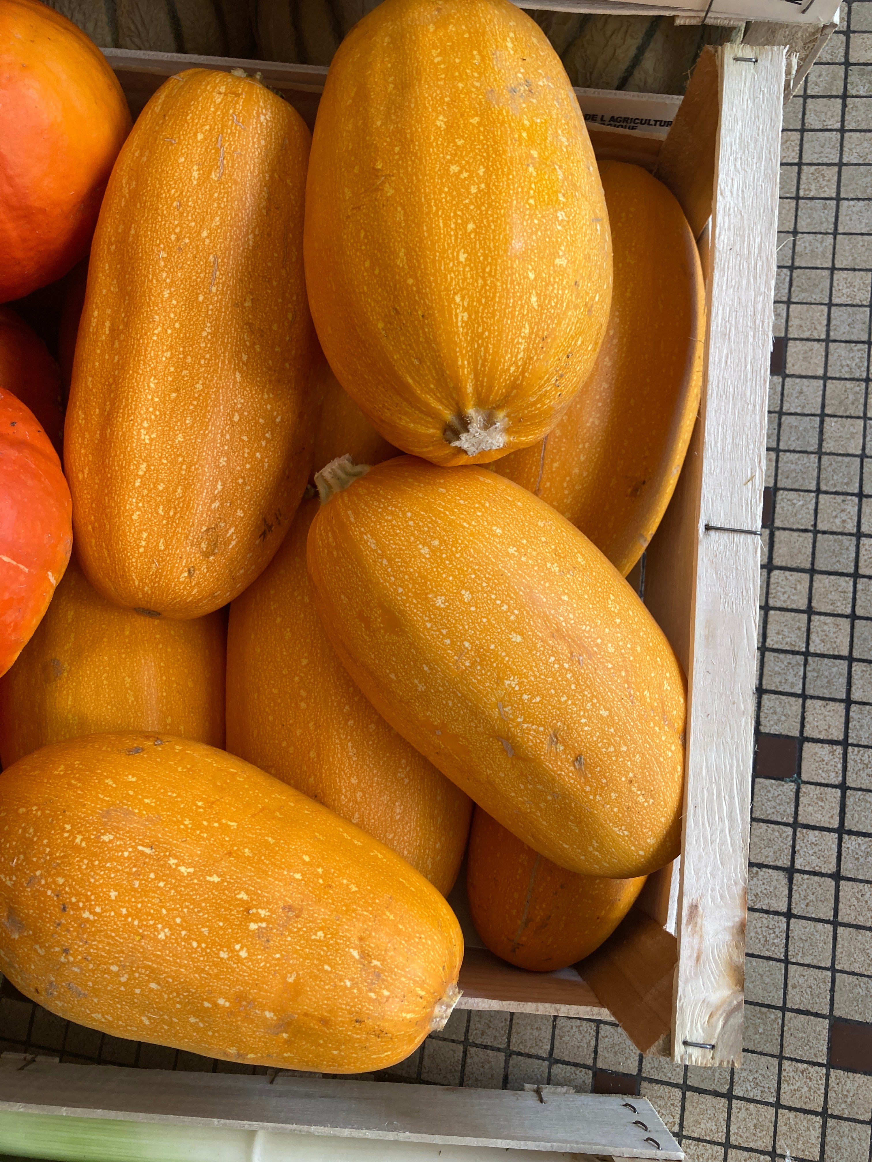 COURGE POTIMARRON