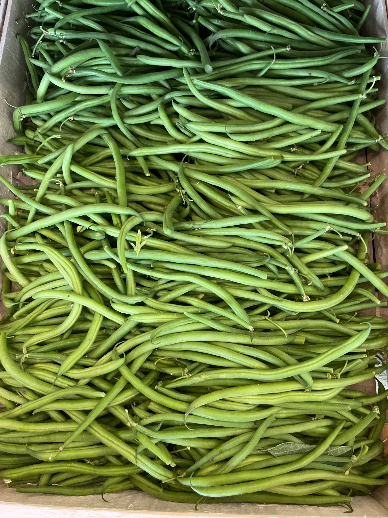 HARICOTS VERTS