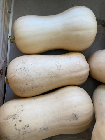 COURGE BUTTERNUT