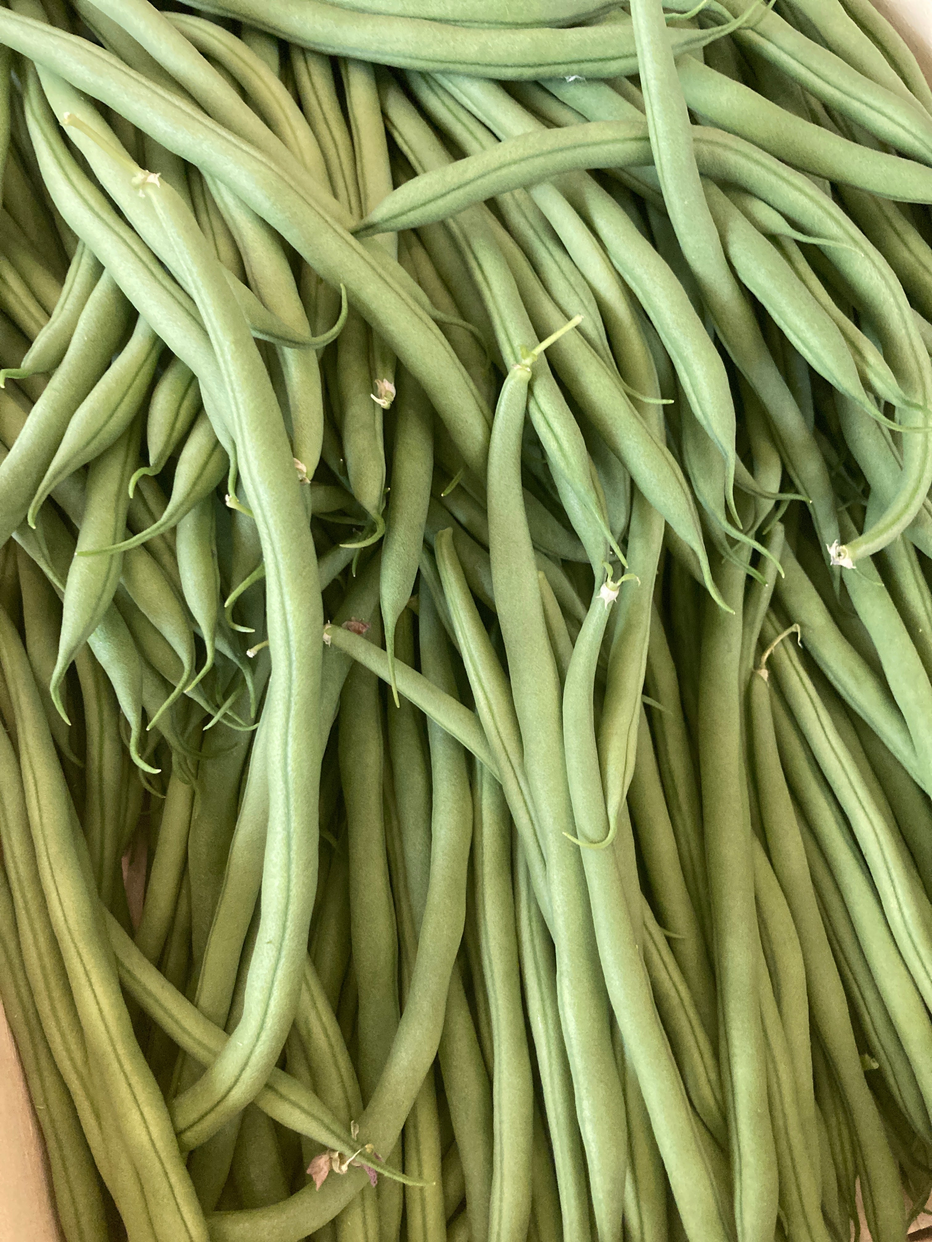 Haricots verts
