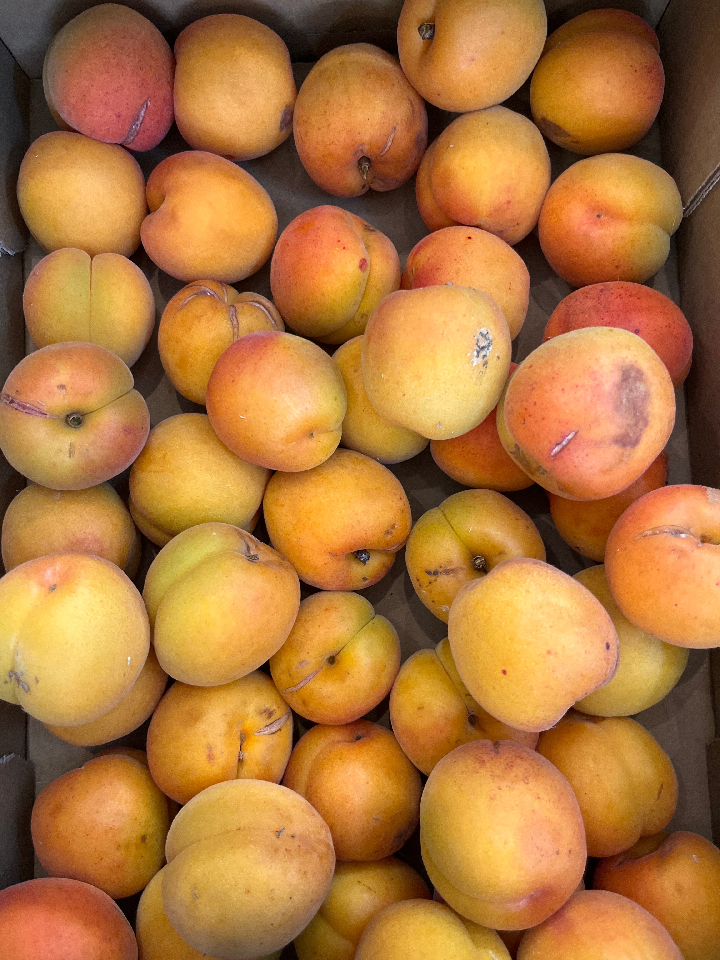 ABRICOTS