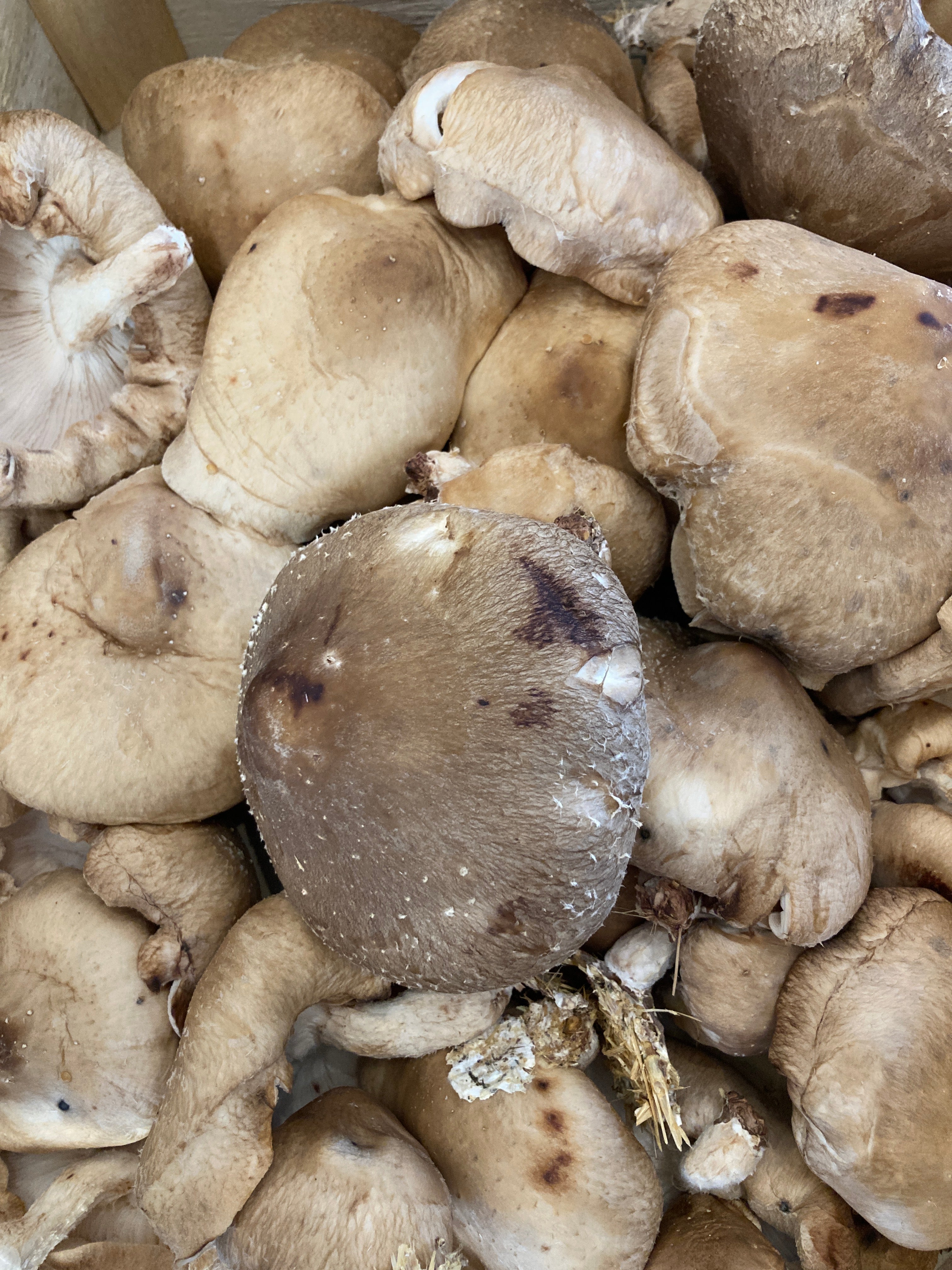 SHIITAKE CHAMPIGNONS