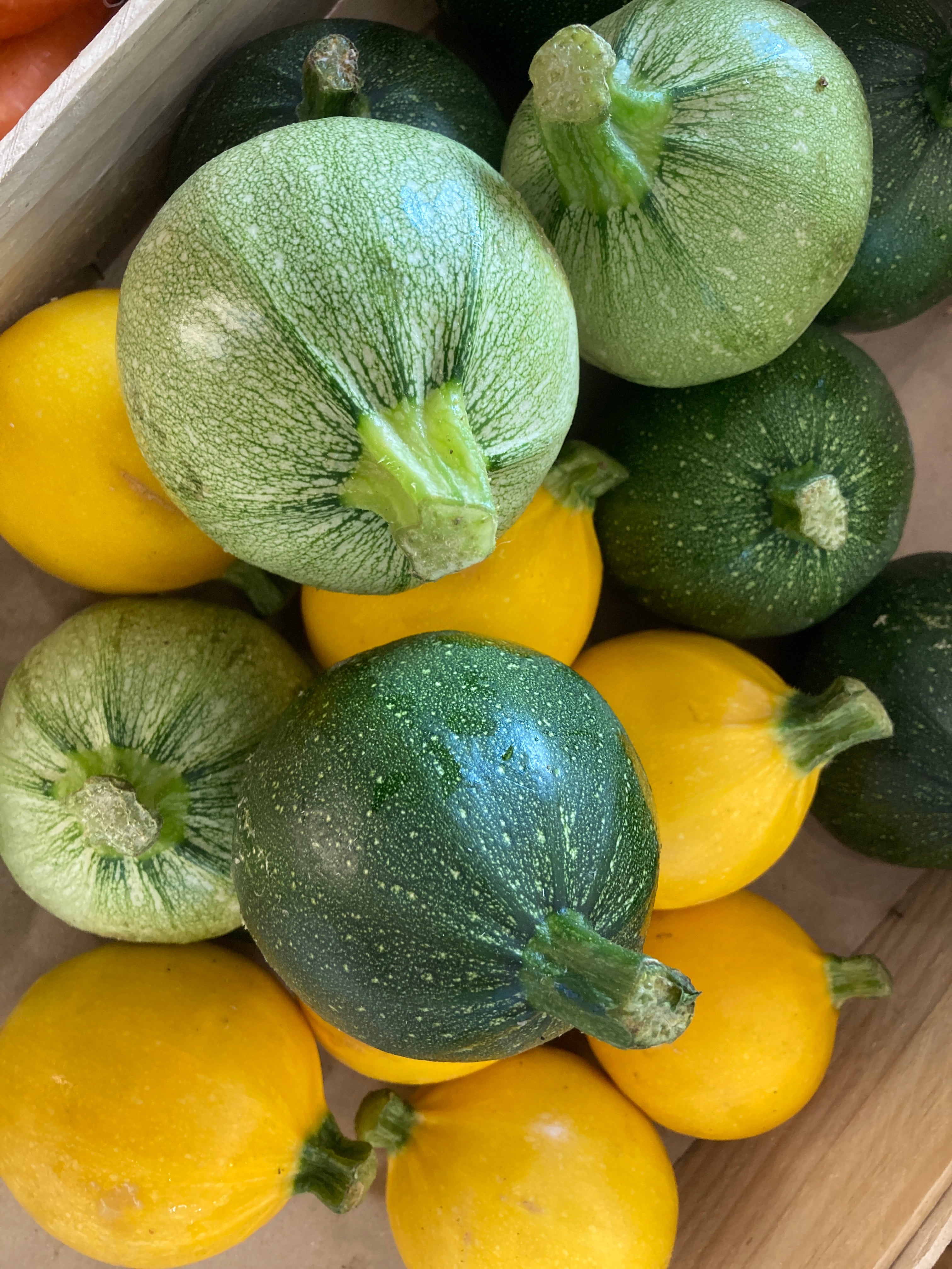 Courgettes rondes