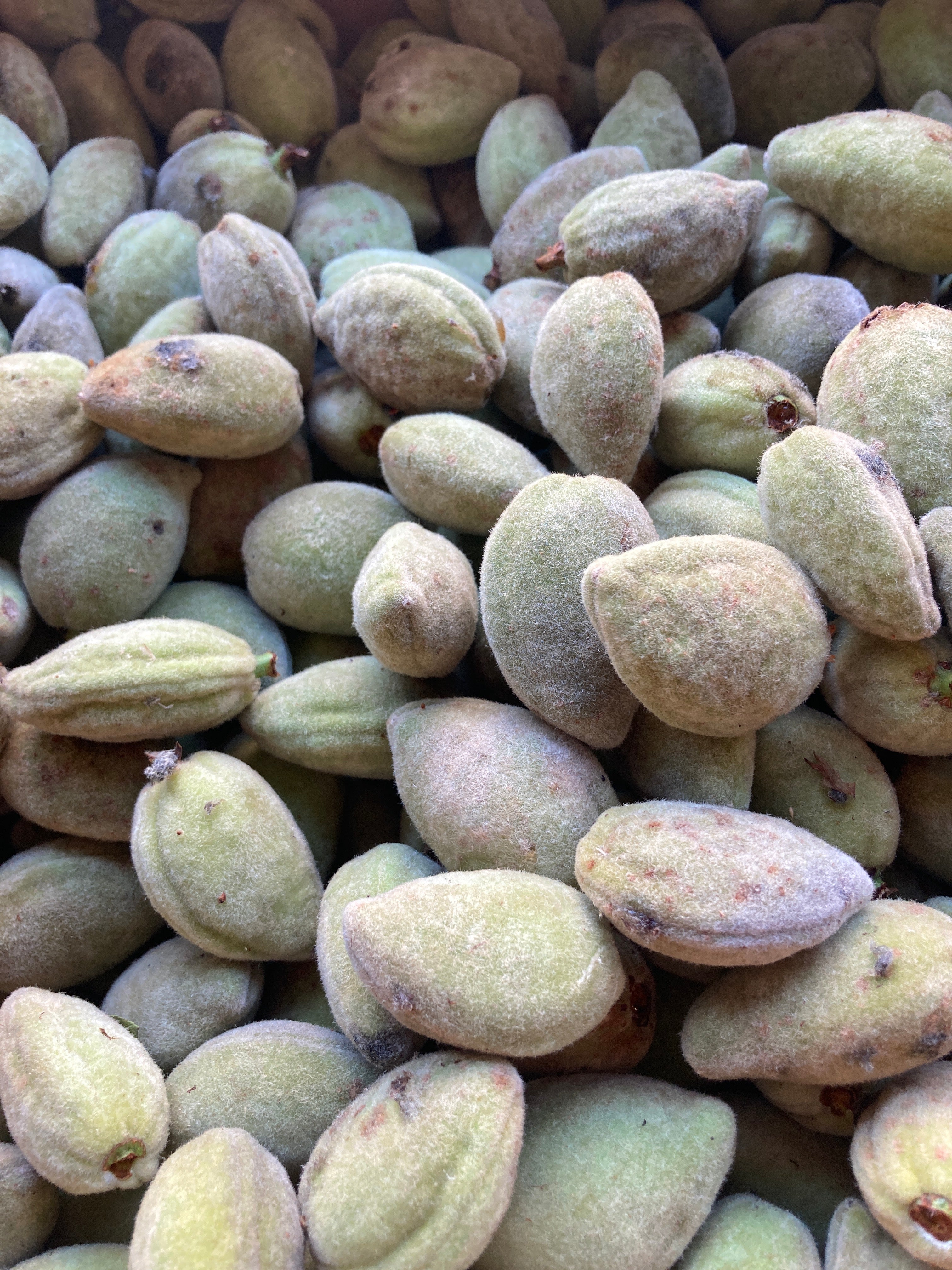Amandes fraîches