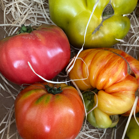 TOMATES Population ancienne