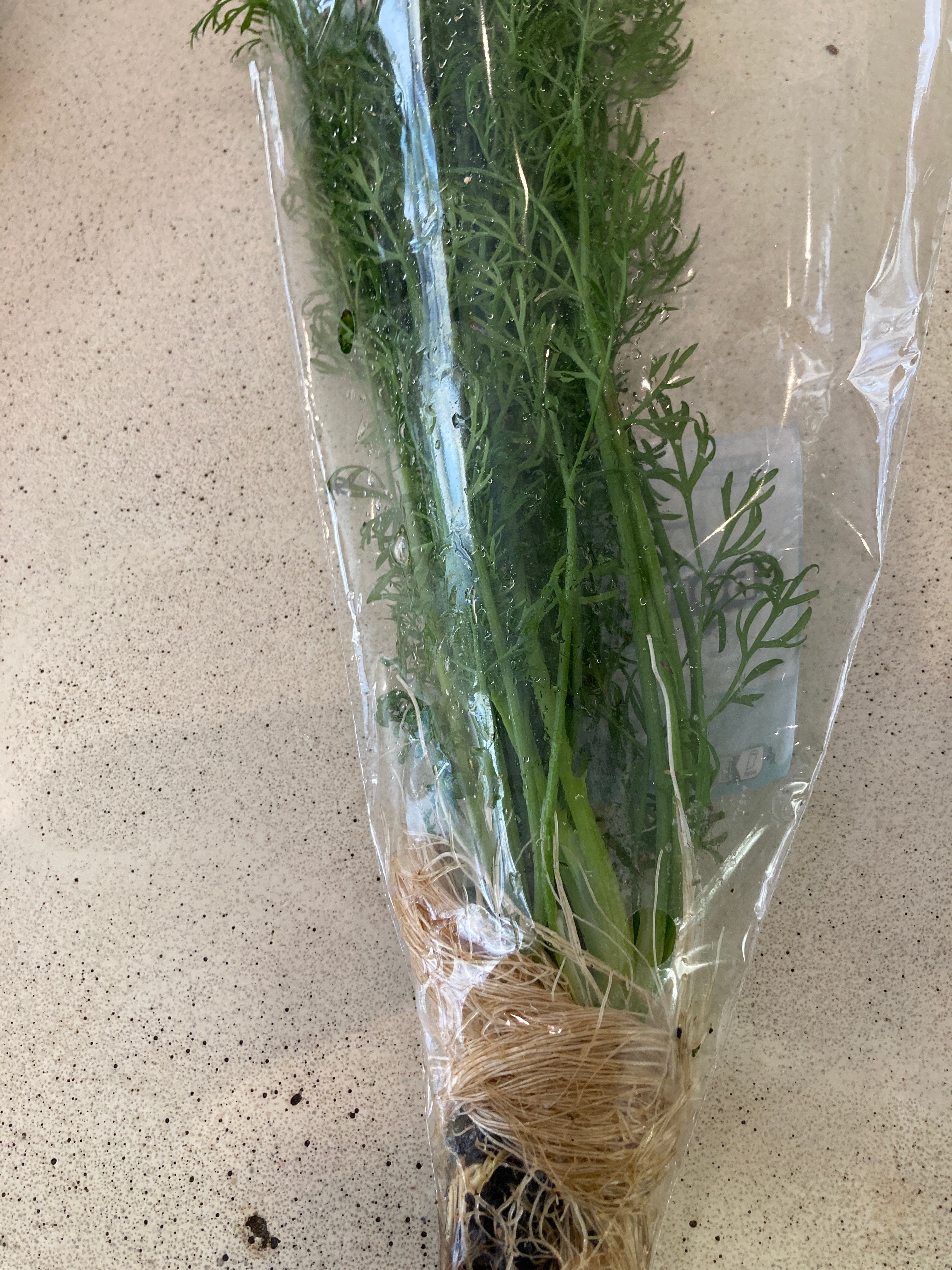 Plants Herbes aromatiques