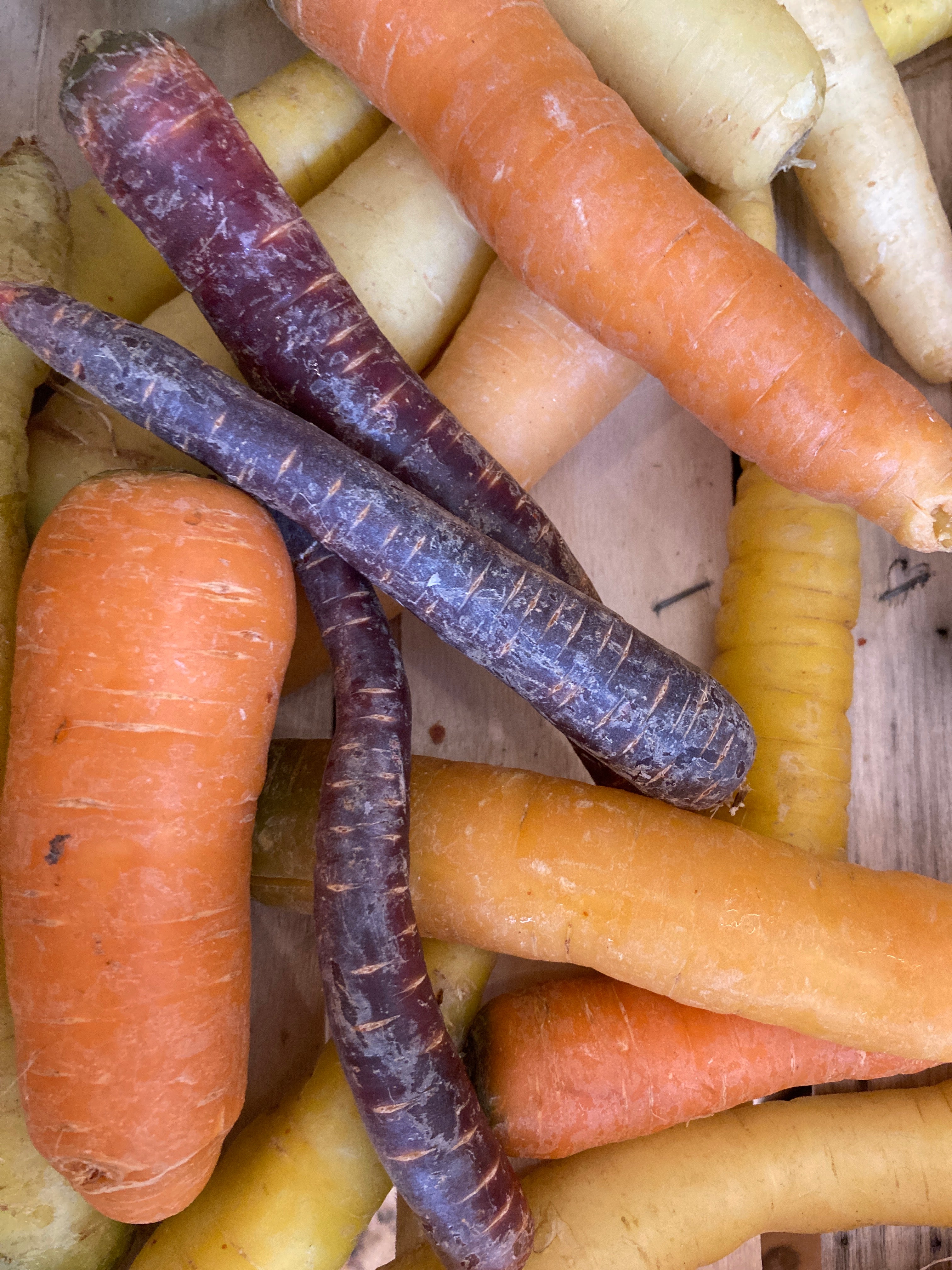 CAROTTES MULTICOLORE