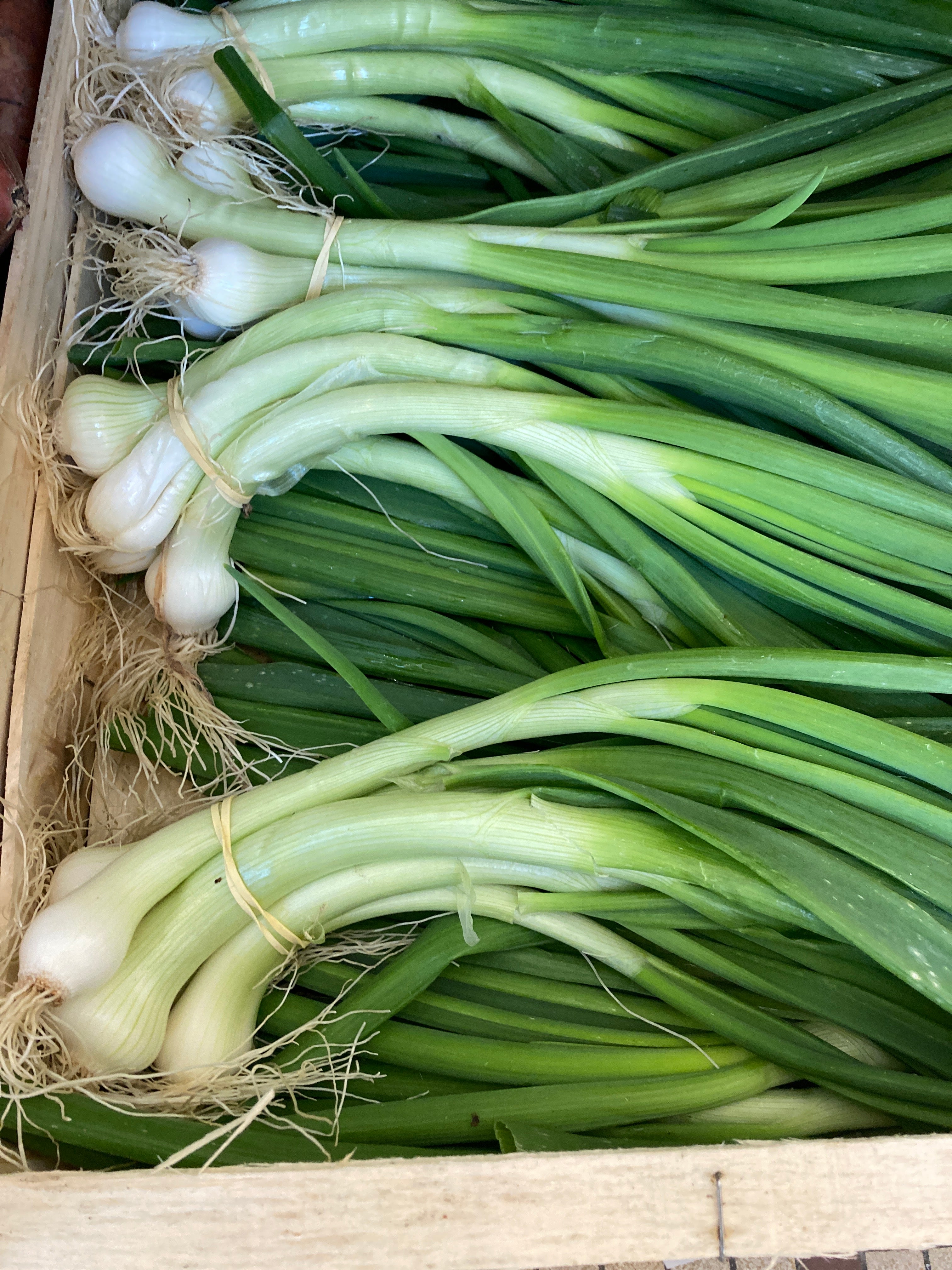 OIGNONS JEUNES BOTTE