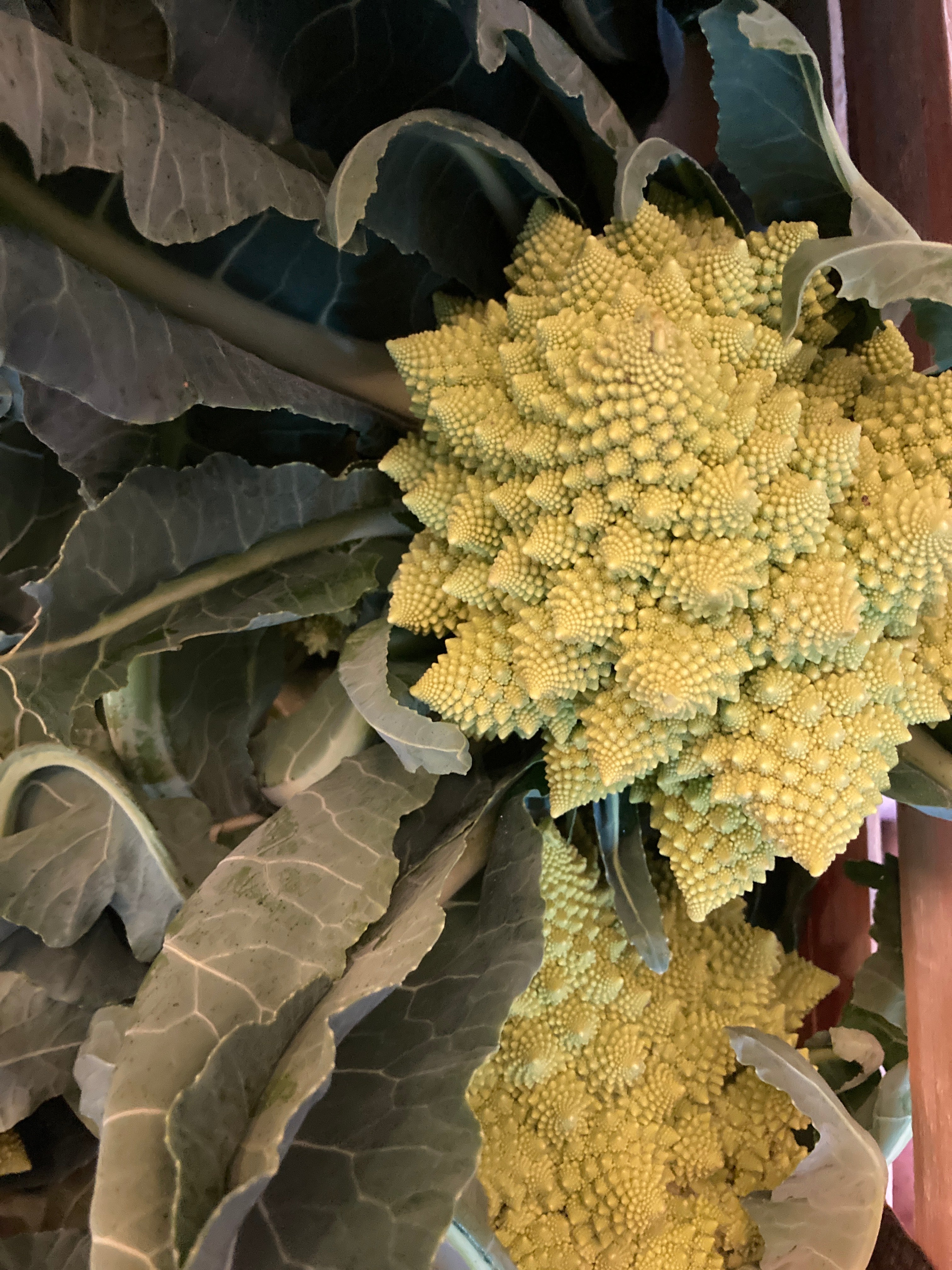 CHOU ROMANESCO PIÈCE