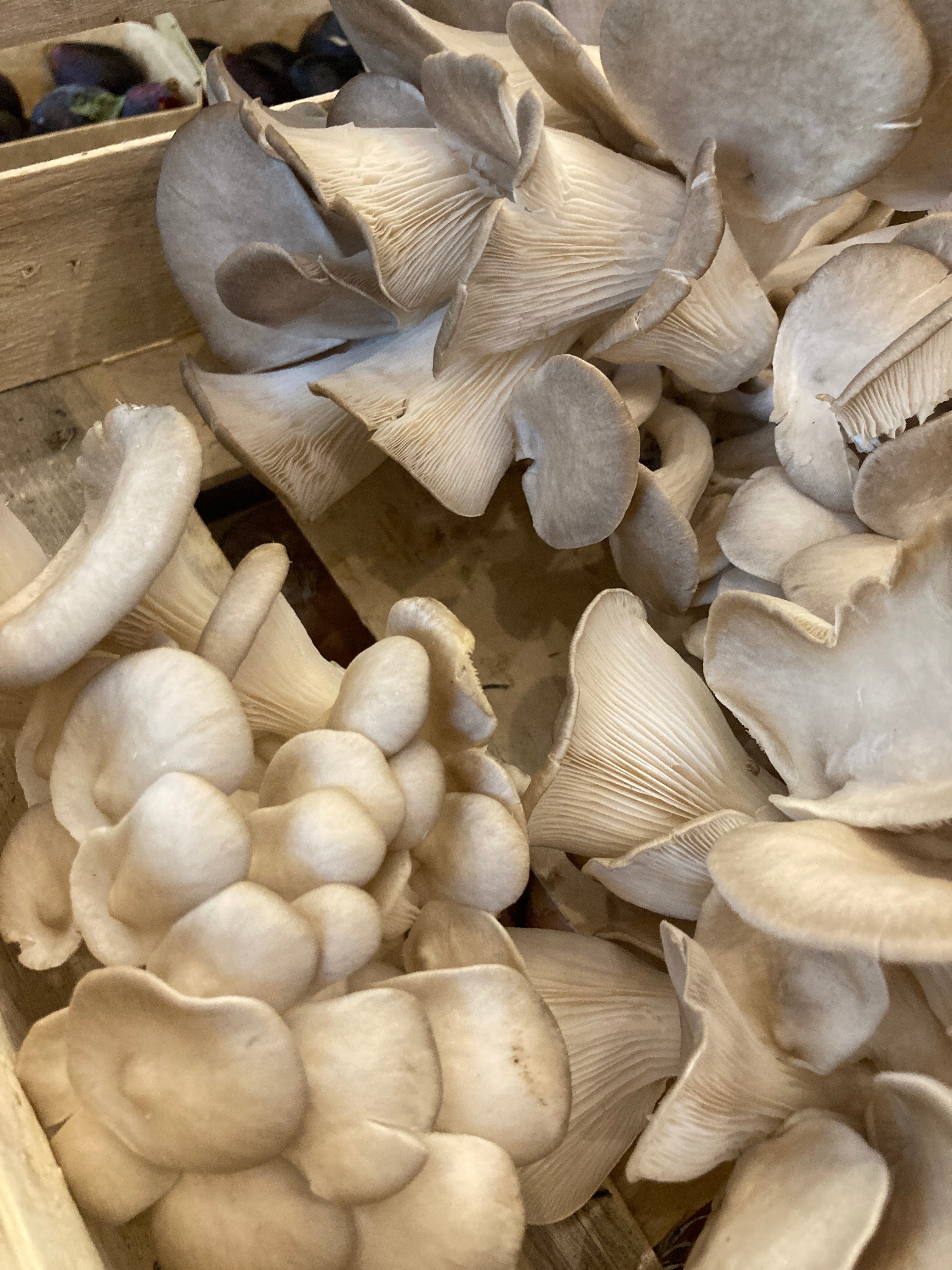 PLEUROTES CHAMPIGNONS