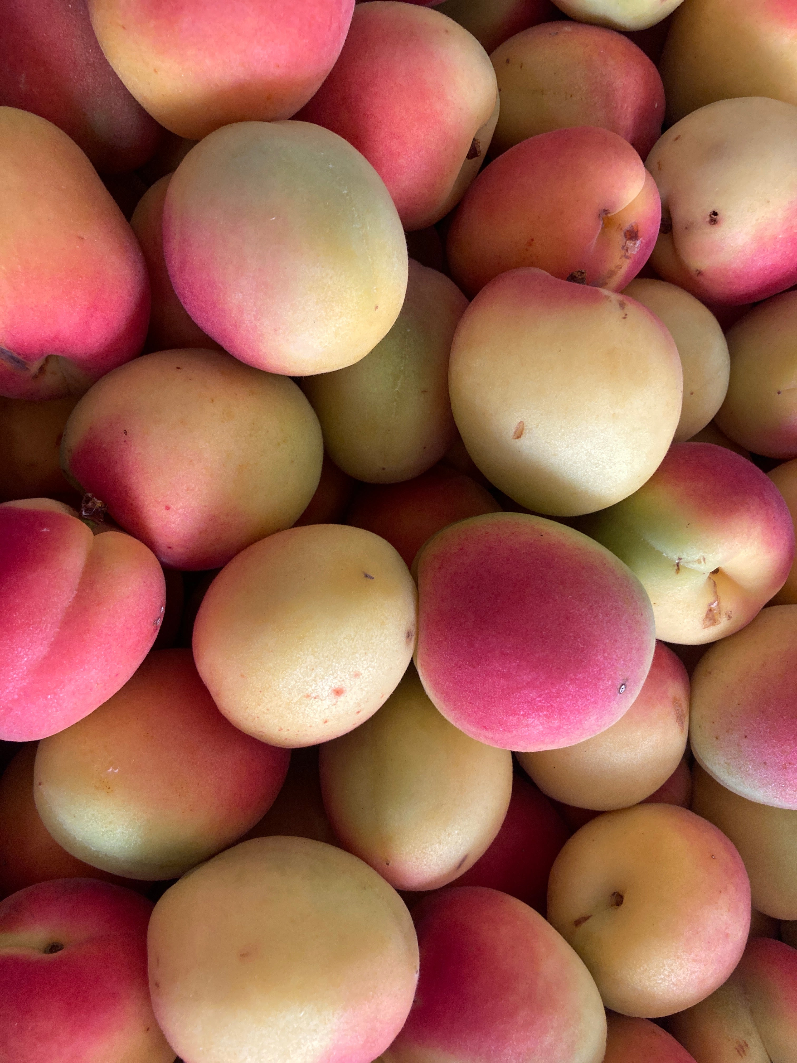ABRICOTS VANILLA COT