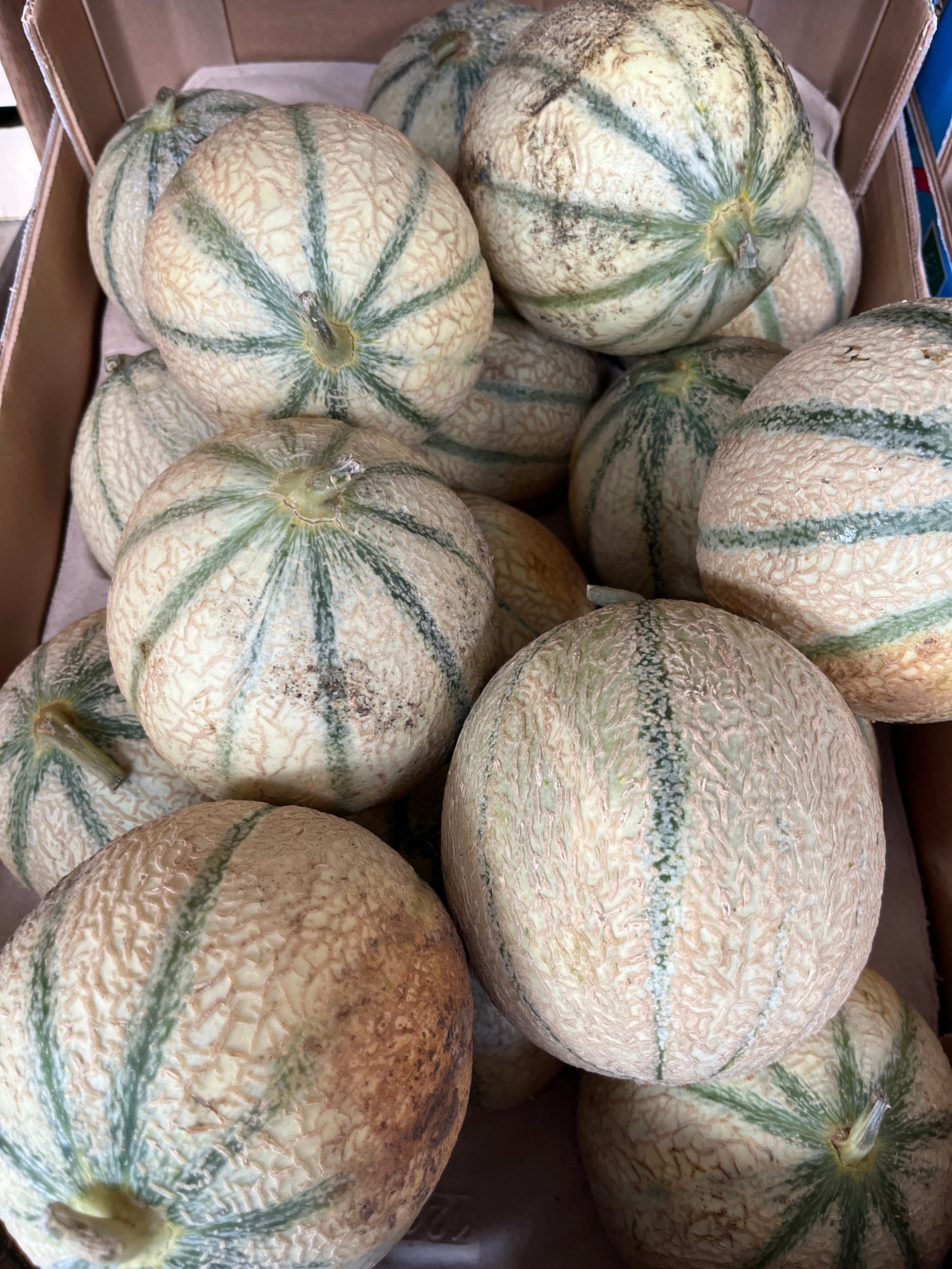 MELON PETIT