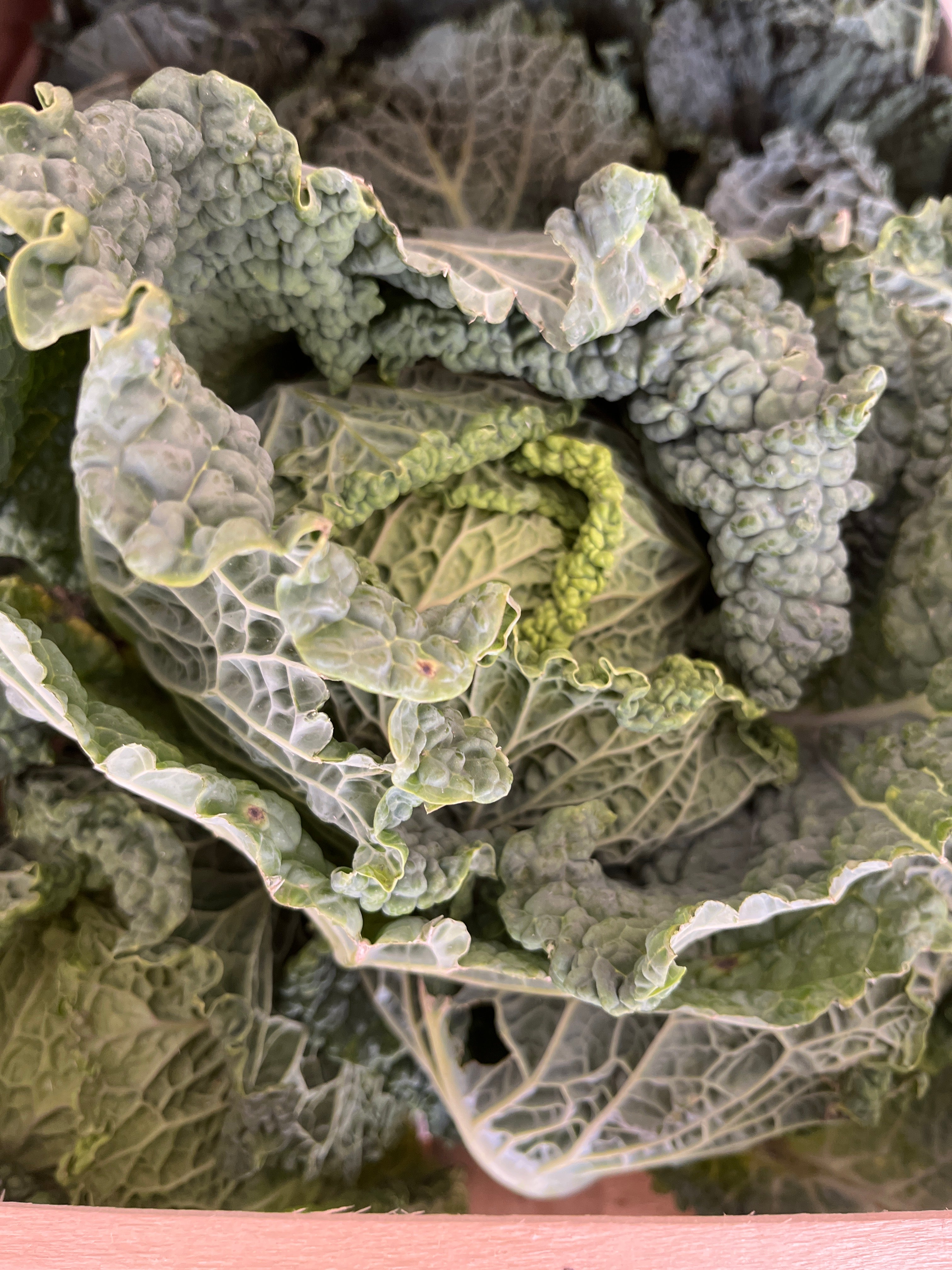 CHOU VERT FRISÉ PIÈCE