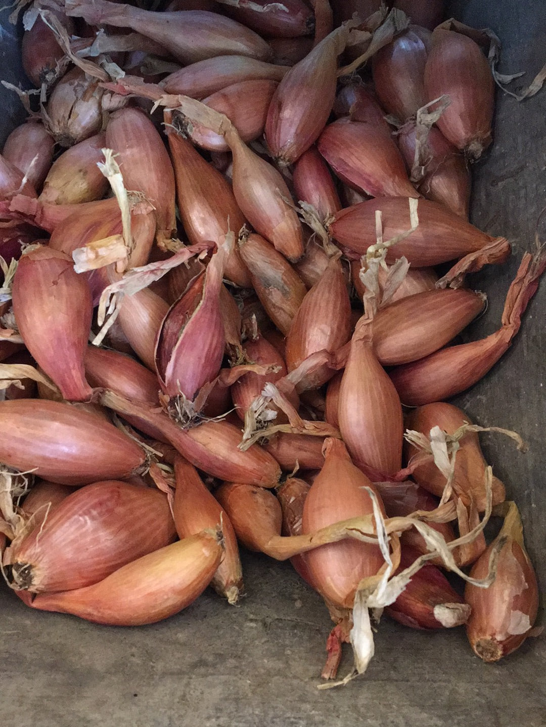 ÉCHALOTES NOUVELLES RECOLTES